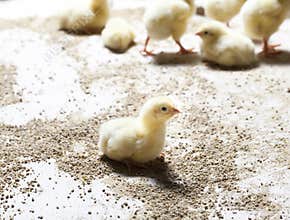white meat chicken chicks at a poultry farm