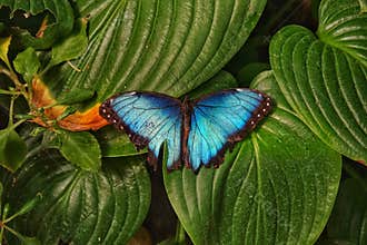 Menelaus blue morpho at Antipa Museum in Bucharest