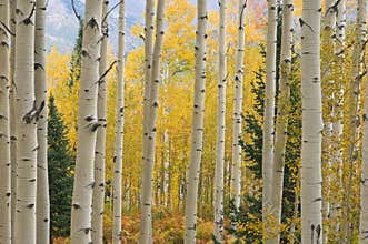 Autumn Aspen Elk Mountains