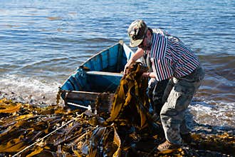 Workers unload seaweed kelp from the boat to shore.