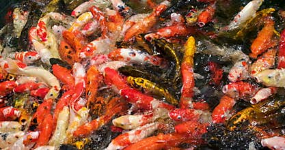 ornamental domesticated fish bred from the Amur subspecies of carp Brocade carp swimming in a pond