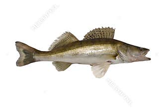 Fish. zander