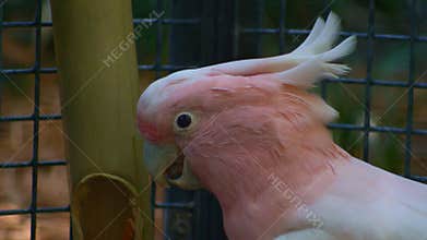 closeup footage of a pink cockatoo feeding in its cage in an outdoor enclosure