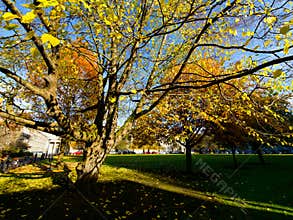 Trees at Trinity College. Dublin, Ireland
