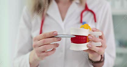 Doctor explains human spine anatomy with model in clinic