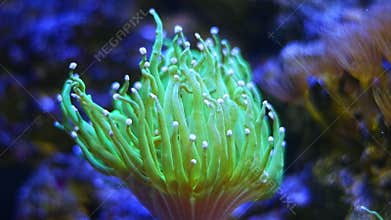 green trumpet coral polyp, long fluorescent tentacle, soft coral animal, toxin free reef marine live rock aquarium ecosystem