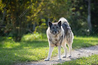 Norwegian elkhound guarding territorium in sunny autumn day.