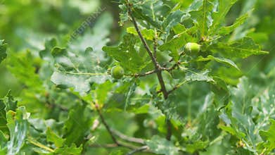 Oak Branch With Acorns Oak Branch With Green Leaves. Oak Branch Full Of Acorns. Slow Motion.