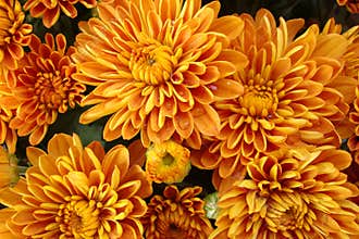 Beautiful golden fall mums