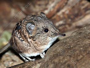 Elephant shrew