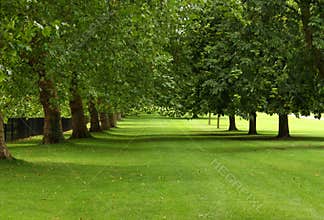 Green Trees in Summer