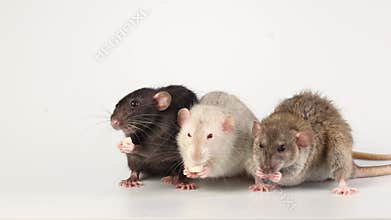 Three colored rats isolated on white background. Mice eat cheese