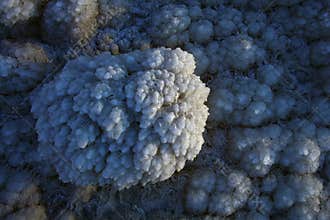 Salt crystals from dead Sea
