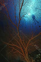 Gorgonian Sea Fan And Scuba Diver