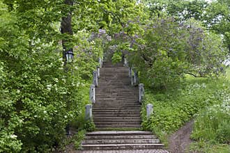 A stone staircase amidst flowering bushes