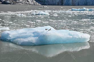 Glacial Ice from Dawes Glacier in the Endicott Arm near Juneau, Alaska