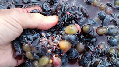 Wine-making process. Pressing grapes by hand. Squeezed grapes.