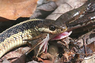Gartern Snake Eating A Frog