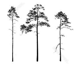 Silhouettes of trees. pine