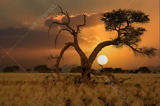 huge sand dunes in the Namib Desert