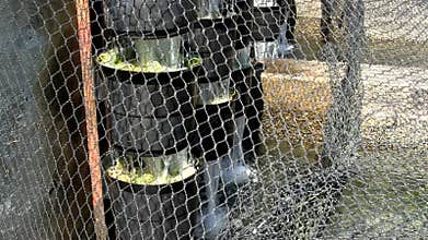 Fish hatchery filtration system; 3