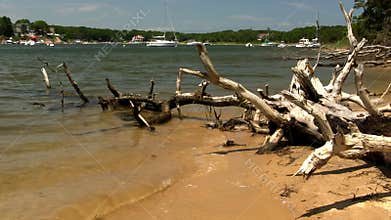 Beach driftwood Cape Cod