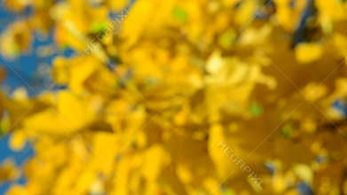 Yellow leafs in the wind, blue sky