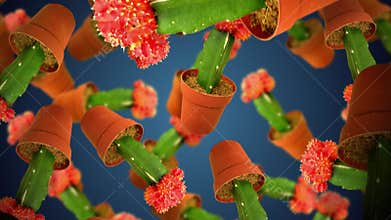 Gymnocalycium Mihanovichii cacti