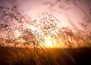 Summer Dry Grass