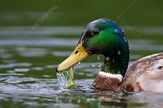 Duck mallard freshly emerged from the water