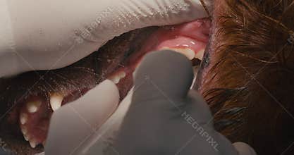 A veterinary dentist cleans a dog's teeth with an ultrasonic device while the animal is under anesthesia. Close-up