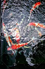 Koi fish at the fish market