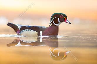 Wood Duck Swimming In A Swamp In Early Morning Light