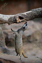 Meerkat jumping up at branch