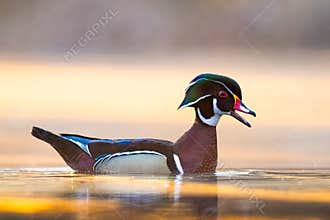 Wood Duck Swimming In A Swamp In Early Morning Light