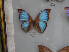 Image of a mounted butterfly specimen with a wingspan dominating the frame The wings are primarily brown on the inside