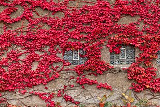 House facade covered in red leaves