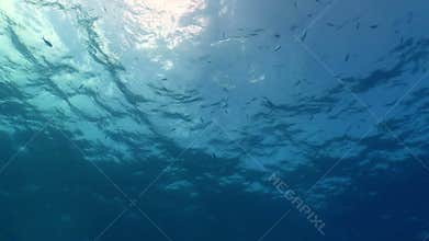 Plastic bag floating in ocean