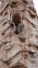 Snails crawl up papaya trees to get food. hunting photos of slimy animals. photo hunting in the morning