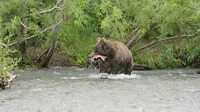 Brown bear catch salmon