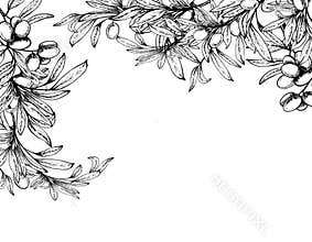 Olive tree branch with leaves and berries rectangular banner Hand drawn line art vector illustration
