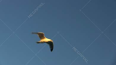 Seagull flight  against blue sky; 3