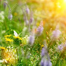 Butterfly on field flowers and sun