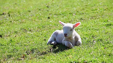 Newborn Spring lamb