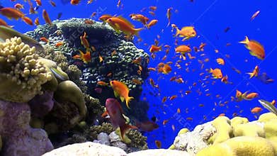 Colorful Fish on Vibrant Coral Reef