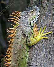 Colorful Iguana climbing a tree.
