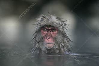 Snow monkey or Japanese macaque