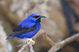 Yellow legged Honeycreeper (Cyanerpes caeruleus)