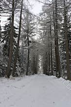 Winter road through the spruce forest