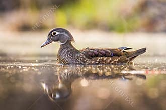 A Female Wood Duck Swimming In Water With Beautiful Reflection